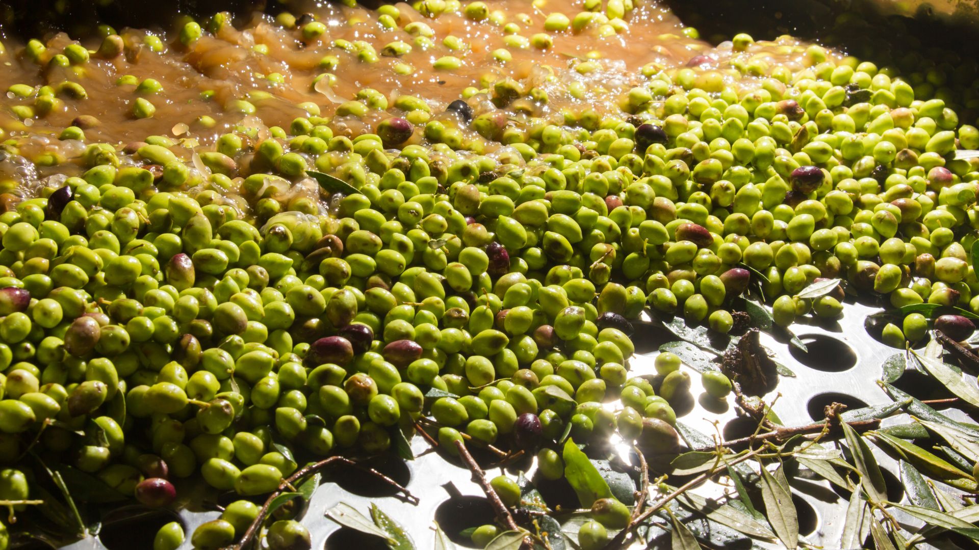 Greek olives pressed into olive oil